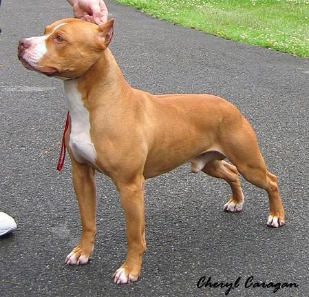 l'american staffordshire terrier