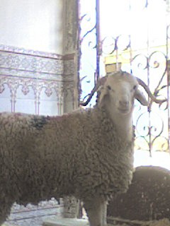 le mouton de le 3id