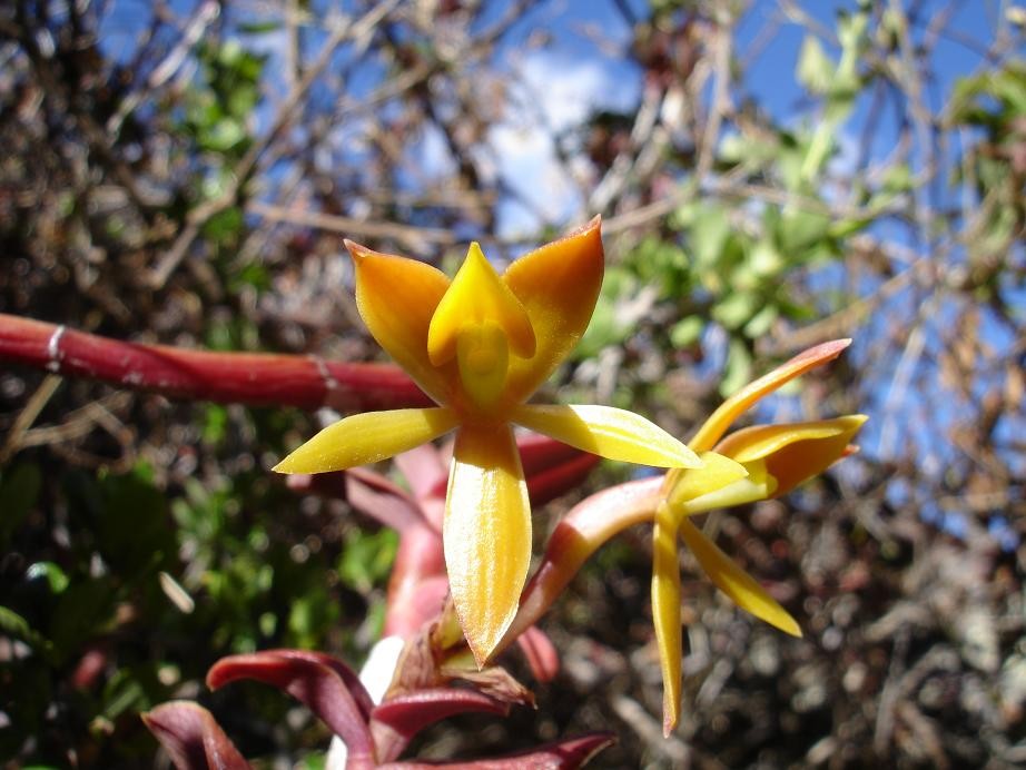 Orchidees de la sierra (cordillere des Andes 3000 a 4000m)