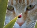 chat coccinellle