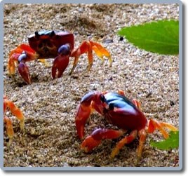 touloulou-crabe-martinique