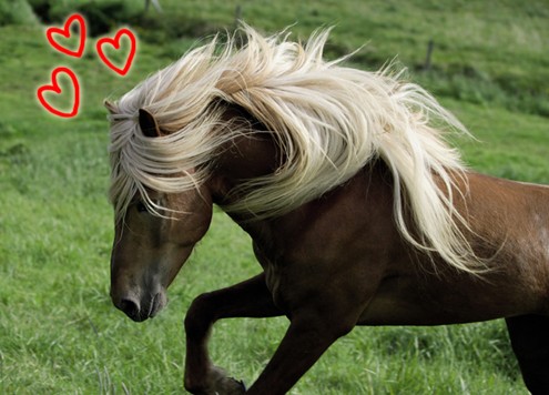 le cheval mon pti't coeur