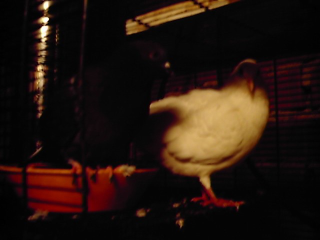 mespigeonsvoyageurs: mes pigeons